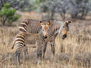 Cape dağ zebrası anne ve Güney Afrika savana otlakta colt 