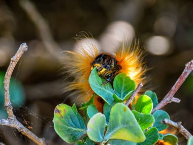 Eutricha capensis Caterpillar yeşil yeme yaprakları, larva Cape sarkık şey güve 