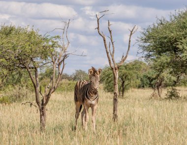 Güney Afrika Savannah iki ölü ağaçlar arasında genç bayağı Zebra duran