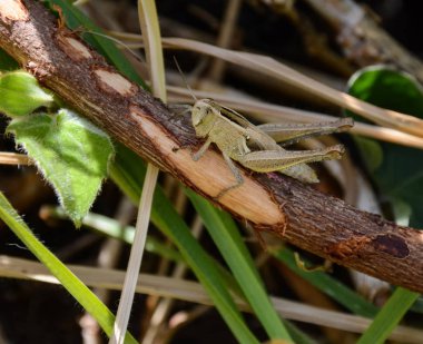 Kök, Güney Afrika üzerinde oturan tek çekirge