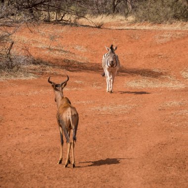 Zebra ve birbirlerine tarafından sulama delik Güney Afrika savana geçen Tsessebe