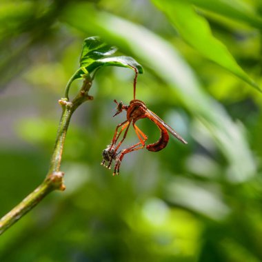 Hırsız yakalanmış olan arı ile bitki asılı sinek