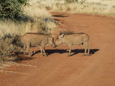 Juvenil Warthogs Güney Afrika savana mücadele çifti