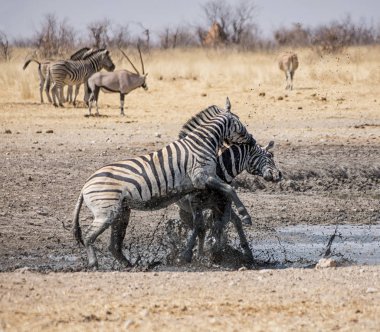 Zebra aygır Namibya savana mücadele