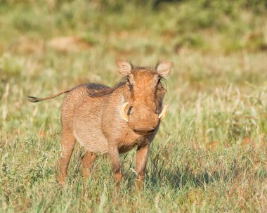 Kuru otların arasında Güney Afrika savana Warthog duran yakın çekim