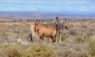 Zebra ve Güney Afrika savana kırmızı Hartebeest