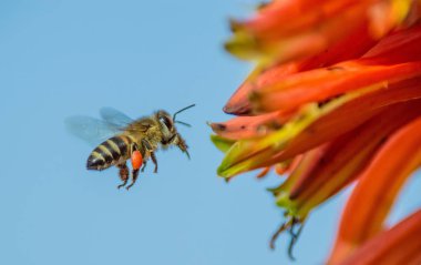 Güney Afrika mavi gökyüzü arka plan üzerinde kırmızı Aloe tesisi bal arısı yakın çekim