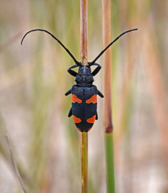 Uzun otların Güney Afrika Rooibos Longhorn Beetle