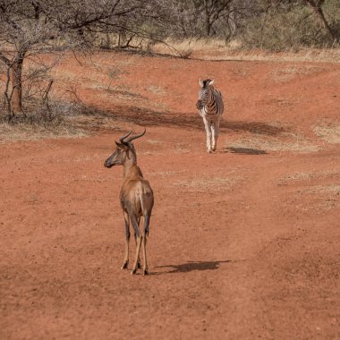Bir Zebra ve Tsessebe birbirlerine tarafından bir sulama delik Güney Afrika savana geçmek