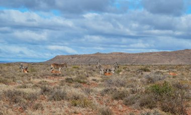 Zebra ve Güney Afrika savana kırmızı Hartebeest