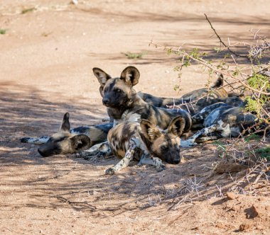 Afrika vahşi köpekler Namibya savana yalan