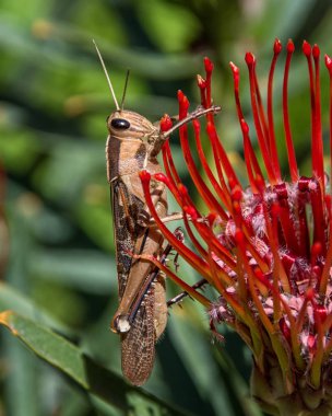 Leucospermum lineare çiçek Bahçe Locust yakın çekim