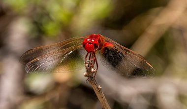 Küçük kırmızı bitki Güney Afrika üzerinde oturan yusufçuk