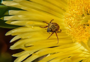 Spider Monkey polen sarı ekşi incir çiçek üzerinde örtülü böceği