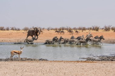Namibya ovada sulama delik, Zebra takip fil 