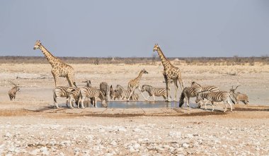 Zebra grubu ve zürafalar, Namibya ovada sulama delik