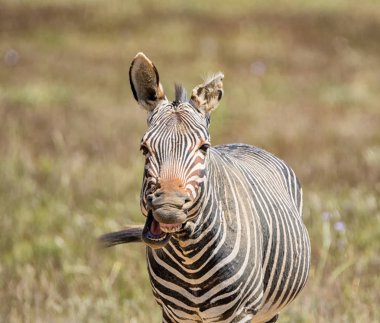 Cape dağ zebrası bakarak yakın sanki o gülüyor