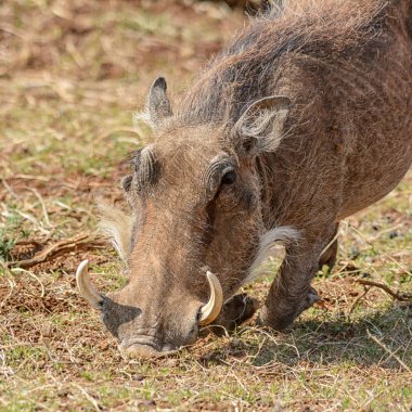 Güney Afrika savana içinde'nın bahçesinde yemek yaban domuzu