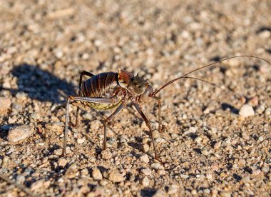Mısır kriket geçiş kir parça Güney Afrika savana