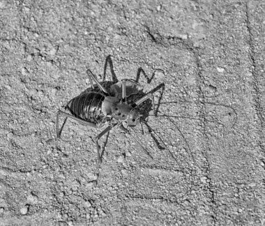 parçanın Mısır kriket geçiş kirli Güney Afrika savana tek renkli fotoğraf