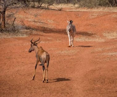 Zebra ve birbirlerine tarafından sulama delik Güney Afrika savana geçen Tsessebe