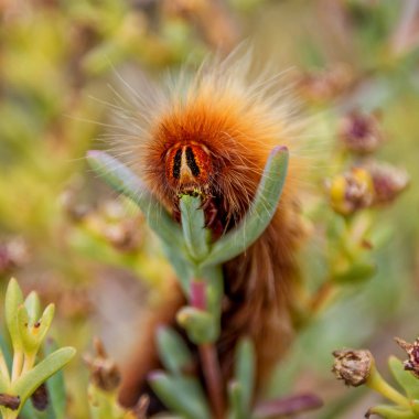 Mesocelis monticola (dağ beyaz nokta) caterpillar Güney Afrika'da bitkilerden yeme