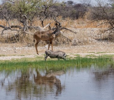 Yaban domuzu ve Kudu boğa Namibya ovada sulama delik tarafından