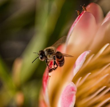 Honey Bee on Protea repens flower in Southern Cape, South Africa clipart