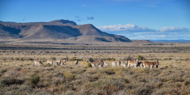 Güney Afrika Savannah zebralar aile ayakta