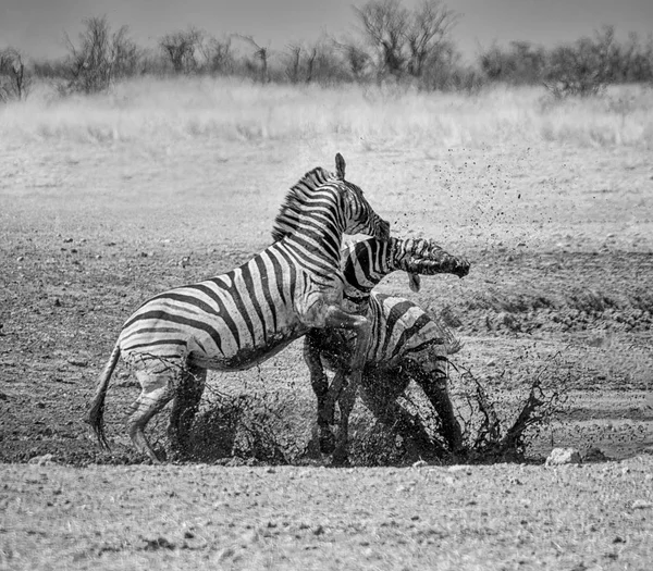 Foto Monocromática Zebras Lutando Savana Namíbia — Fotografia de Stock