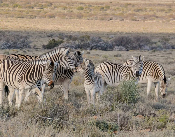 Rodina Zebry Jižní Africké Savany — Stock fotografie