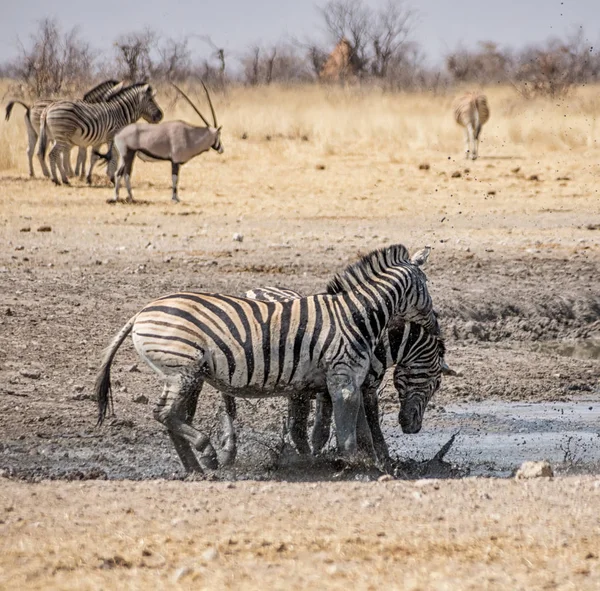 Stalloni Zebra Che Combattono Nella Savana Namibiana — Foto Stock