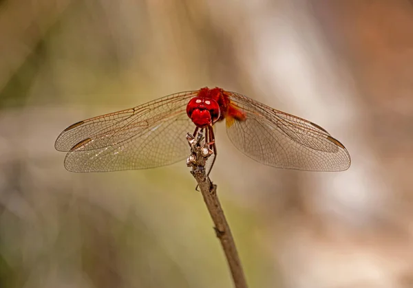 Small Scarlet Dragonfly Sitting Plant Southern Africa — Stock Photo, Image