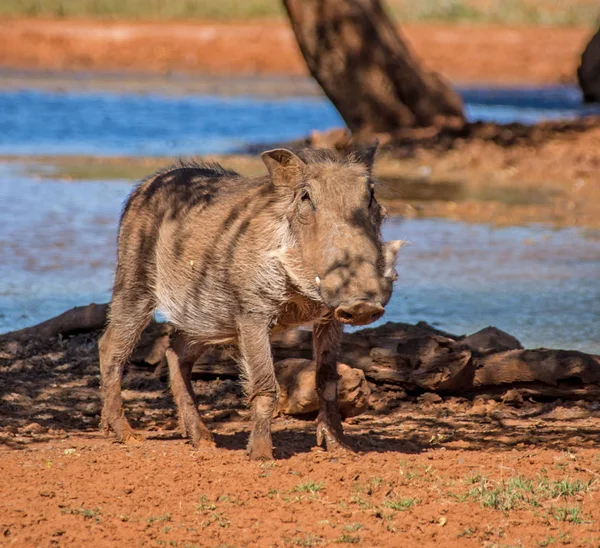 Knobbelzwijn Foerageren Door Gieter Gat Namibian Savanne — Stockfoto