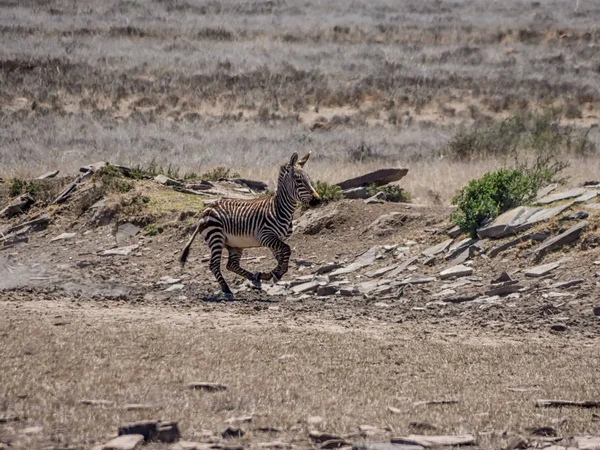 Zèbre Burchell Traversant Savannah — Photo