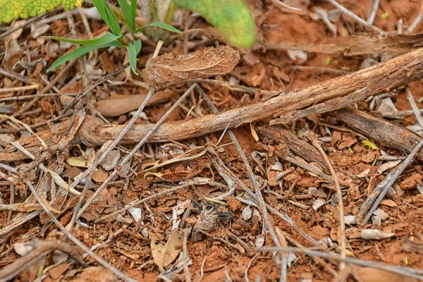 Rhachitopis Kobylka Jižní Africké Savany — Stock fotografie