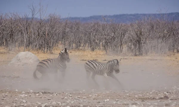 Zebras Lutando Areia Savana Namíbia Durante Dia — Fotografia de Stock