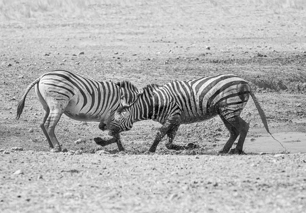 Svartvitt Foto Zebror Striderna Namibiska Savanna — Stockfoto