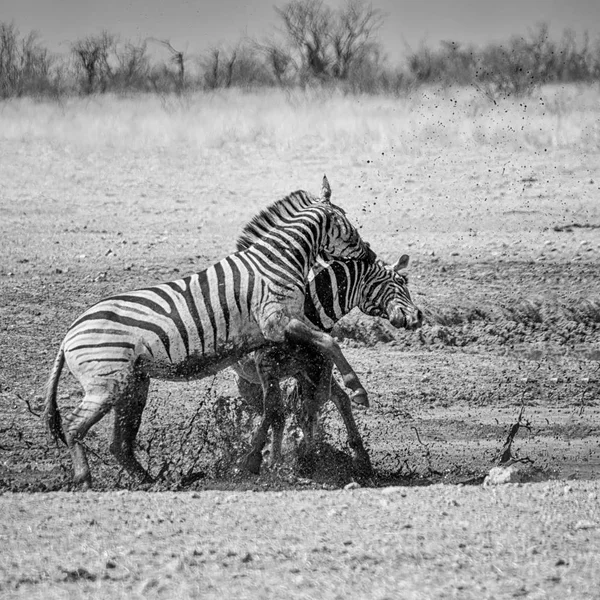 Zwart Wit Foto Van Zebra Gevechten Namibian Savanne — Stockfoto