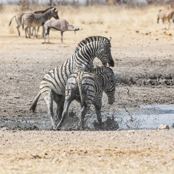 Stalloni Zebra Che Combattono Nella Savana Namibiana Giorno — Foto Stock