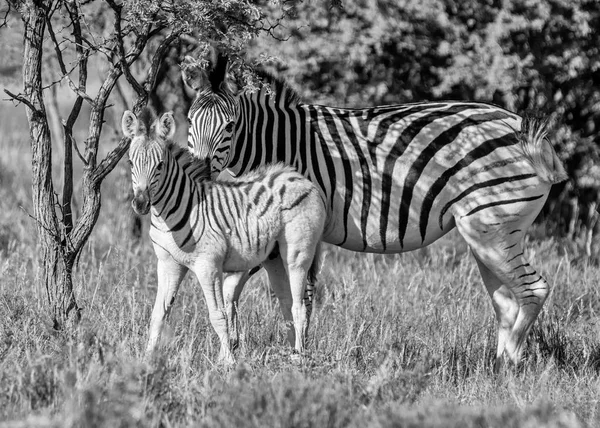 Monochromatyczne Zdjęcie Burchell Firmy Zebra Matki Źrebię Południowej Afrykańskiej Sawanny — Zdjęcie stockowe