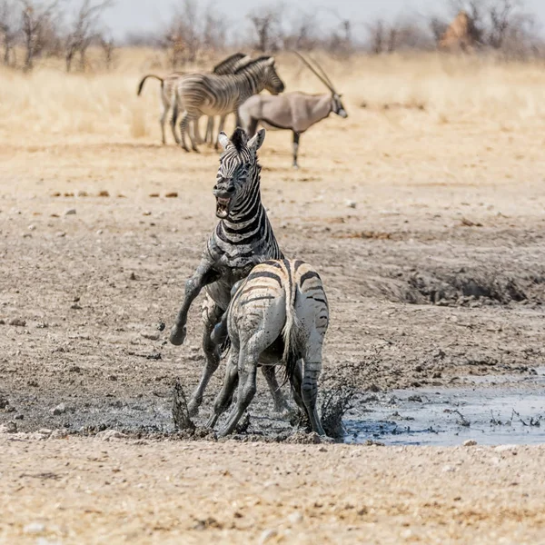 Zebra Hengsten Gevechten Namibian Savanne Overdag — Stockfoto