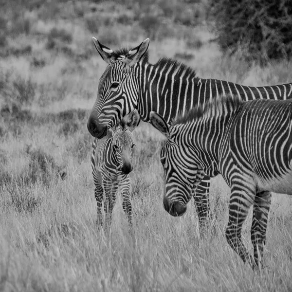 Monochromatycznych Zdjęć Rodziny Zebra Południowej Afrykańskiej Sawanny — Zdjęcie stockowe