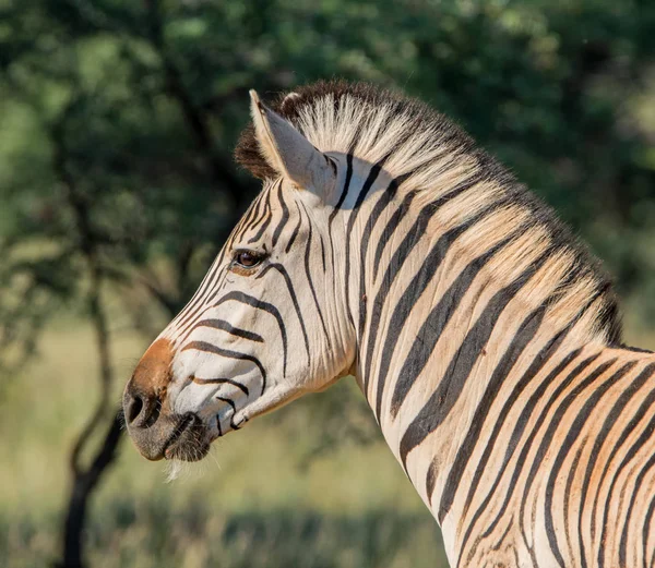 Zebra Güney Afrika Savannah Yan Portresi — Stok fotoğraf