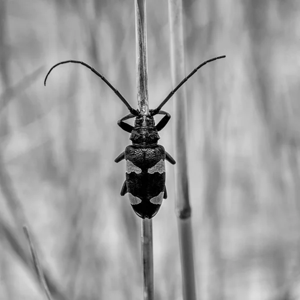 Monochromatycznych Zdjęć Rooibos Longhorn Beetle Wysokiej Trawie Afryce Południowej — Zdjęcie stockowe