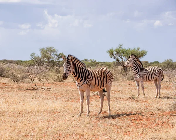 Par Cebras Sabana Del Sur África — Foto de Stock