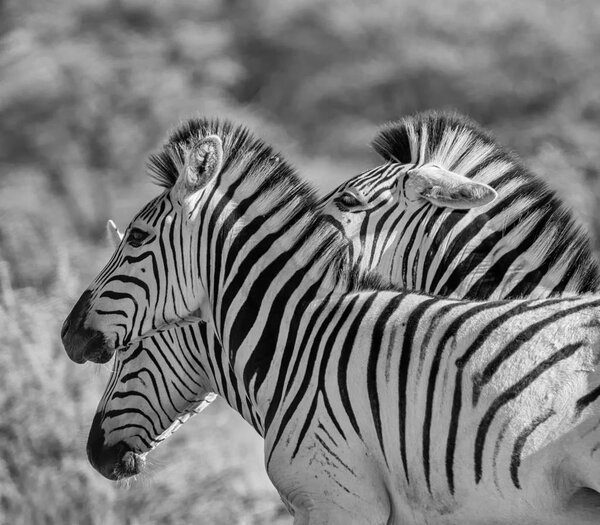 Monochrome photo of Burchell's Zebra family group in Southern African Savannah