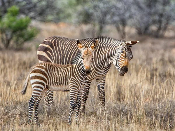 Cape Horská Zebra Matka Colt Travní Porosty Jižní Africké Savany — Stock fotografie