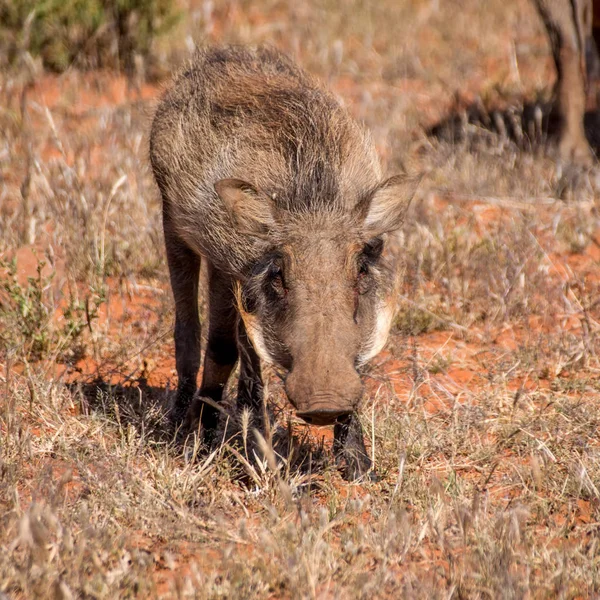 Dekat Warthog Afrika Selatan — Stok Foto