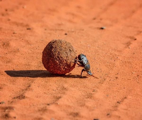 Dung Beetle Rolando Bola Através Pista Sujeira Vermelha — Fotografia de Stock